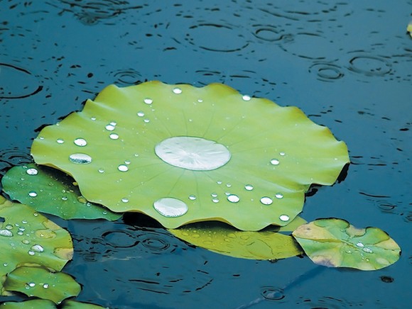 长夏属湿，勿忘健脾还要燥湿