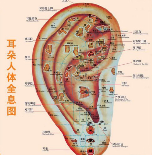 冬天怎样养耳养脑？