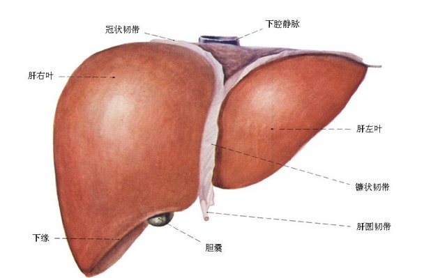 春天重在养肝