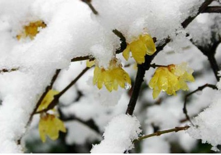 大雪养生注意防寒保暖