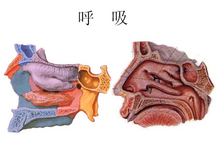 睡眠呼吸暂停综合症